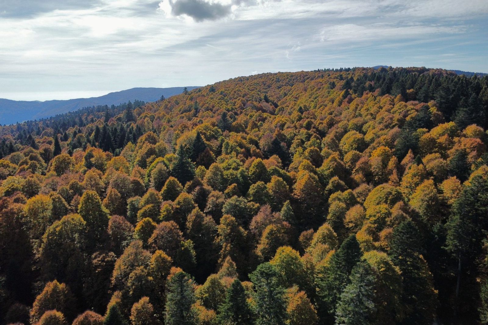 Luftbild eines Bergwaldes aus Buchen und Nadelbäumen im Herbst, mit braun werdenden Buchenkronen