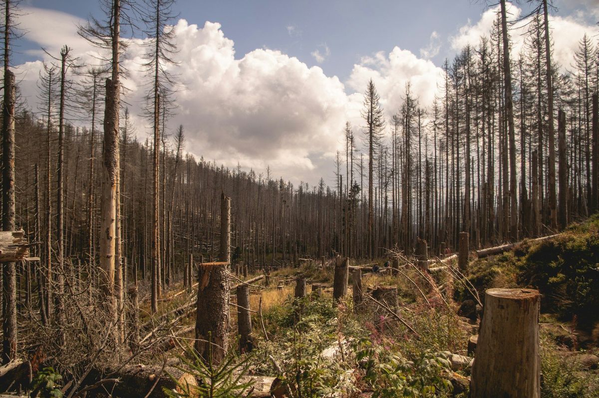 Abgestorbene Fichten und frische Stubben an einem Hang im Harz nach einem Borkenkäferbefall