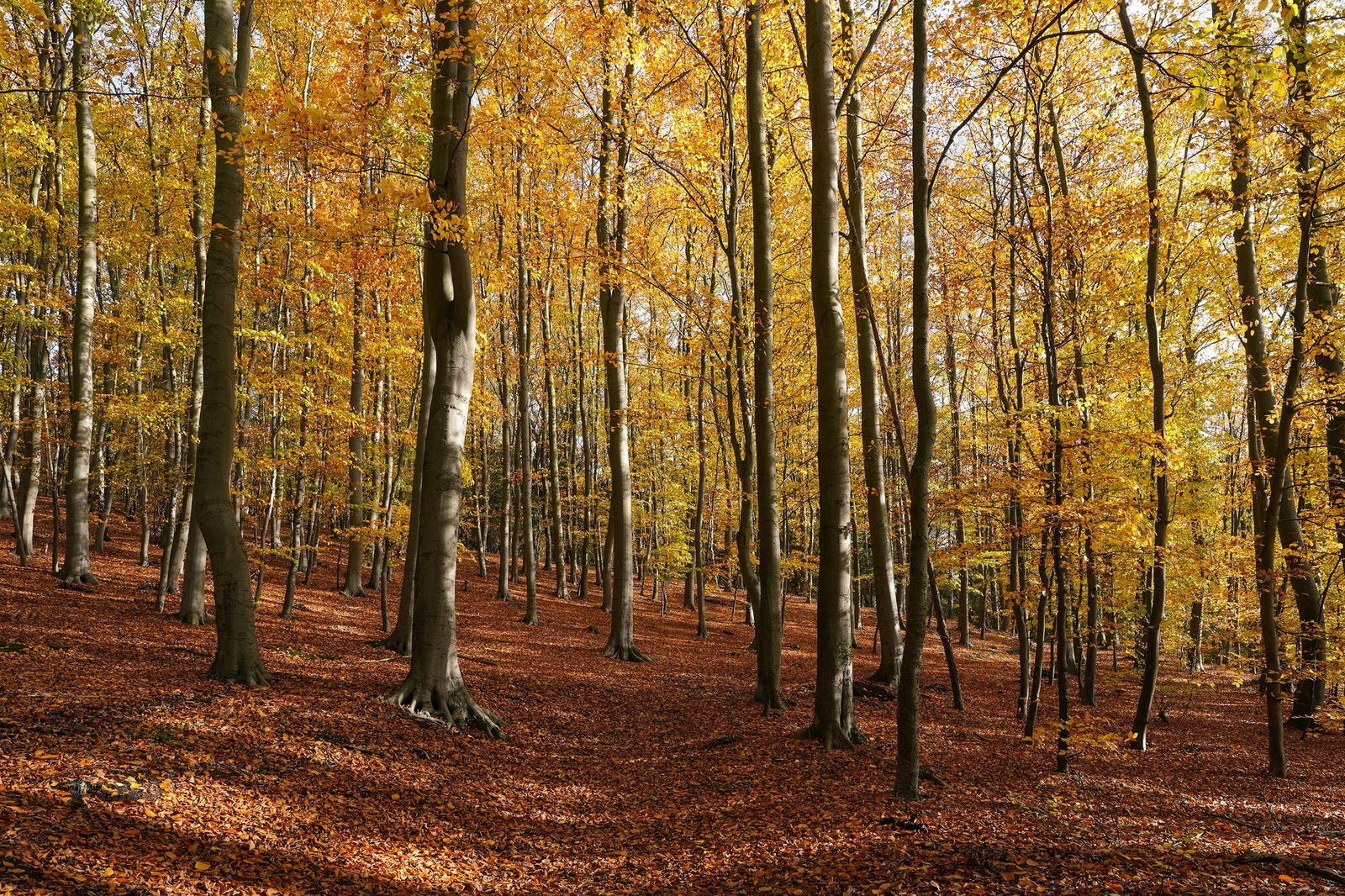 Forêt de hêtres européens en automne, aux feuilles dorées et aux troncs gris et lisses
