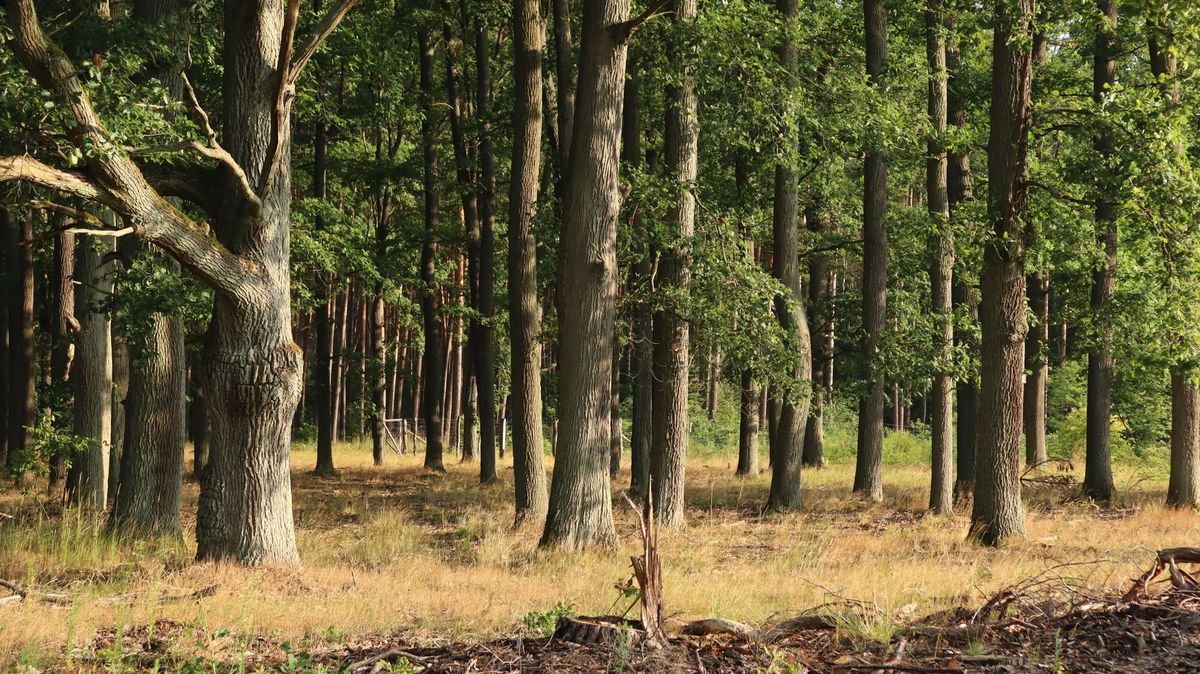 Lichter Eichenbestand im Flachland im Sommer, mit trockenem Gras zwischen den Stämmen