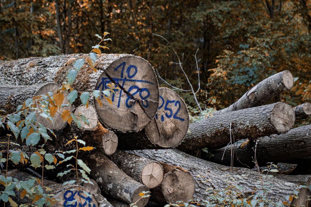 Felled hardwood logs at a forest landing, their ends marked with numbers in blue paint
